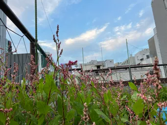内神田のハゴロモビルの屋上。
今年は暑かったなー。毎日の水やりの甲斐がありました。