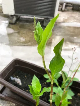 おはようございます。
花穂が出てきました。
乾燥葉用に葉っぱを少し取ろうと思います。