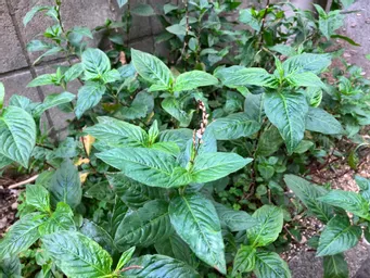 神田ではないのですが、自宅の周辺に植えてみました。植えたのは遅かったのですがようやく花芽が出てき始めました。