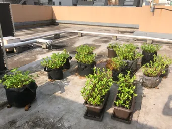 刈り取りして乾燥葉を作り始めました。ポットにはお礼肥を与え、8/20の東松下町町会のイベントに向けて水やりをしていきます。