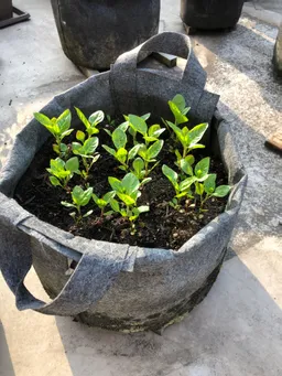 苗床からポットに移した後もスクスクと育っています。
後から蒔いた種子も順調に芽が出て来てます。