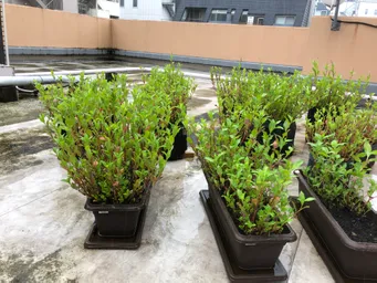 今朝は台風14号の影響で雨が降っています。
全てのポットで花穂が出てきました。