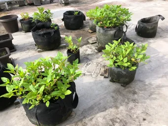 おはようございます。
今回は避難させずにそのまま放置してみました。土日の土砂降りを乗り越えて元気に育っています。