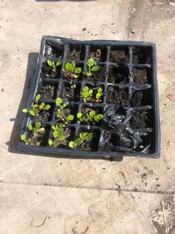苗床からポットに移し替えました。苗床でしっかりと根がはっていました。
5/3から5/7迄の連休放置なので少し心配です。