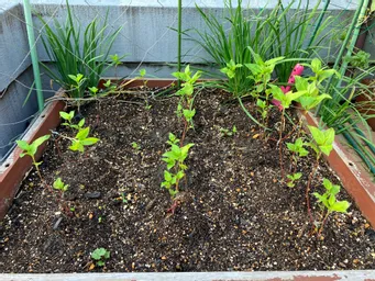 ハゴロモビルの屋上。一時アブラムシが姿を見せて、歯の裏には卵かぎっしり。せっせと拭き取り様子を見ていますが、その後は藍の勢いが優っているのかアブラムシの気配は無くなりました(^^)力強くなってきました！