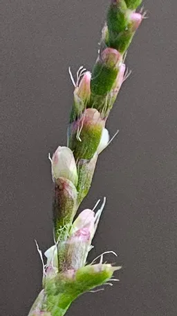 5月にダンク藍さんから里子にきた我が家の藍は夏に1度刈り取りをして今は花が咲いています。