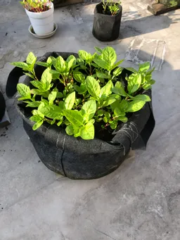 今朝の様子です。
しっかりと育っています。今週は暑くなるので水やりを忘れないようにしなければ。