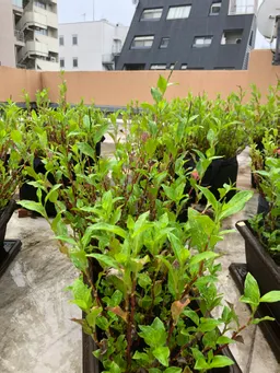 今朝は台風14号の影響で雨が降っています。
全てのポットで花穂が出てきました。