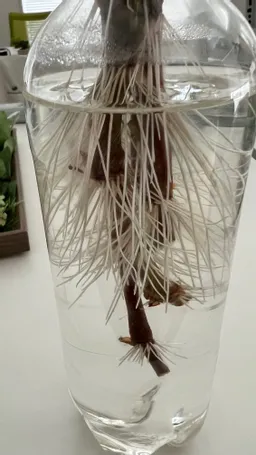 ８月１０日　生葉染めで葉を取った茎を　ペットボトルで水やりすると　なんと根がたくさん伸びてます。　これを植えるとまた　葉が出るそうなんですが、どうなりますか？　藍は強い植物なので色々学べますねえ。