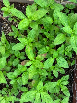 ハゴロモビルの屋上。一時アブラムシが姿を見せて、歯の裏には卵かぎっしり。せっせと拭き取り様子を見ていますが、その後は藍の勢いが優っているのかアブラムシの気配は無くなりました(^^)力強くなってきました！