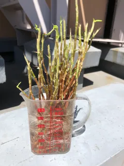 干物用のネットに藍の生葉を入れて乾燥葉にしています。刈り取った藍の茎を、水につけて4〜5日で根が出てきました。
ポットに植えてみました。