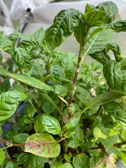 初めまして。大妻女子大学食育ボランティアグループ　ぴーちの堀口です。どうぞ宜しくお願い致します。峯岸様から頂いた種を、大学のハーブ園と自宅のプランターで育てています。写真は、4月末に自宅で植えたもので現在約25センチ。一週間位前から葉が丸まりチリチリしてきました。また、一部の葉に茶色の斑点が出てきました。花と野菜用という土を使いました。

原因や対策をご存知でしたら、ご教示下さいませ。

なお、大学ハーブ園ではこのような症状は出ていません。

どうぞ宜しくお願い致します。