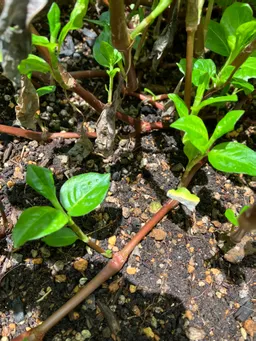 猛暑の日、屋上の温度計は37℃。藍の葉を刈り取りました。この天気ですぐカラカラになってくれるでしょう。