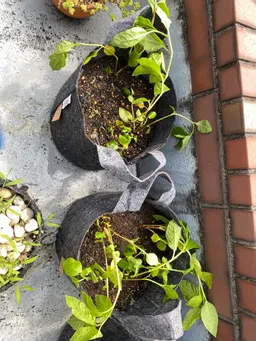 カラーコード様
藍活着しました。