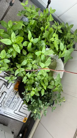 今年から水やりキットを大きく再編して梅雨もあって、朝の水やりをサボってる隙に　黄色の薔薇が２つ蕾をつけてました。枯れちゃうかな？

藍はそろそろ1番刈り出来そうな気配も。