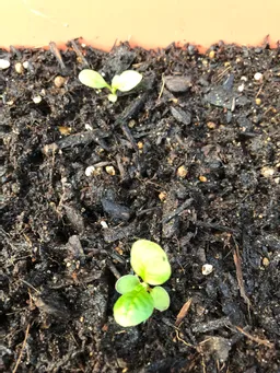 ゴールデンウィーク突入前の少し古い写真ですが、私の自宅の方でも無事に発芽しています。今はもう少し大きくなっています。なかなかピントが合わないですね。