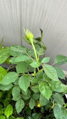 今年から水やりキットを大きく再編して梅雨もあって、朝の水やりをサボってる隙に　黄色の薔薇が２つ蕾をつけてました。枯れちゃうかな？

藍はそろそろ1番刈り出来そうな気配も。
