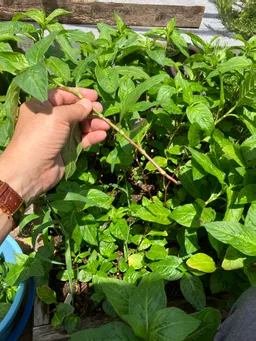 猛暑の日、屋上の温度計は37℃。藍の葉を刈り取りました。この天気ですぐカラカラになってくれるでしょう。