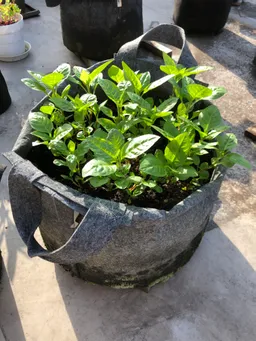 今朝の様子です。
しっかりと育っています。今週は暑くなるので水やりを忘れないようにしなければ。