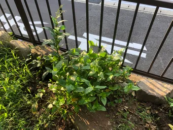 8/20に東松下町町会のイベントでたたき染めと生葉染めを行いました。自宅の庭に自生していた藍の葉っぱをカットして持ち込みました。約300g位。その時の茎を水に浸けておいたら約5日で根が出てきました。これをまた庭に植えて育ててみようと思っています。
地植えは葉っぱも大きく色も濃いです。