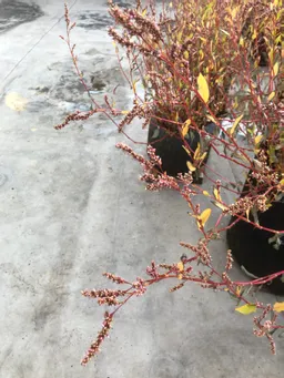 昨日の屋上の藍です。
弾け始めました。種子が落ちてます。