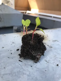 苗床からポットに移し替えました。苗床でしっかりと根がはっていました。
5/3から5/7迄の連休放置なので少し心配です。