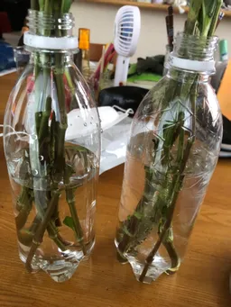 根が出てきたので、地植えしました。
ちゃんと育つといいのですが。
神田藍に続いて鎌倉藍も少しづつですが増えています。