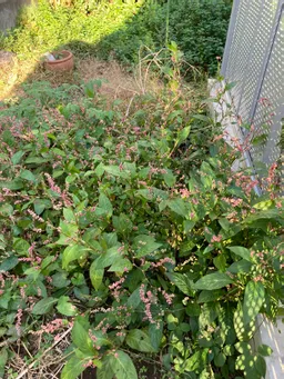 こんにちは。アマルフィファームの松田です。審査会の際にいただいた苗がこんなに大きくなりました。藍の葉は保存したりできるものでしょうか？