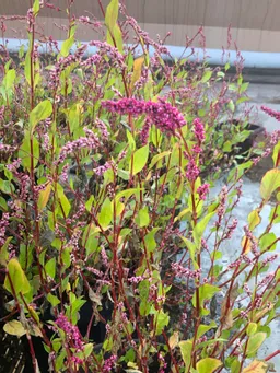 楠堂屋上の藍です。
夏季休業中は柳森神社と関さんの所に預かっていただき乗り切りました。去年より花穂が大きい様に思います。
