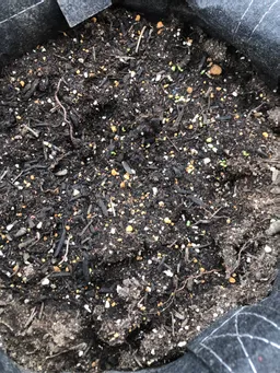 本日追加で種蒔きしました。
4/20頃蒔いた物が少し芽を出して来ました。
今年は少しスロースタートです。