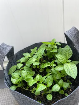 ポーチバージョン30L②