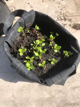 苗床からポットに移し替えました。苗床でしっかりと根がはっていました。
5/3から5/7迄の連休放置なので少し心配です。