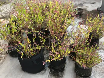 楠堂の屋上の藍です。
月曜日から金曜日まで毎朝宮川さんと水やりしました。去年より花穂が大きい様な気がします。最初の写真はトンボが止まっています。