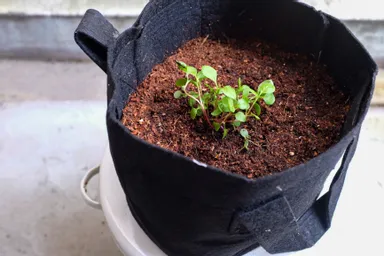 神田ダンクソフト東京オフィスから九段界隈にやってきた里子苗の様子です。

22日（土） 不織布プランターに移し替えました。*サイズはD17×H15cm