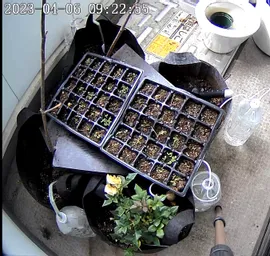 Switchbot の見守りカメラで芽の生育を観察ちう！