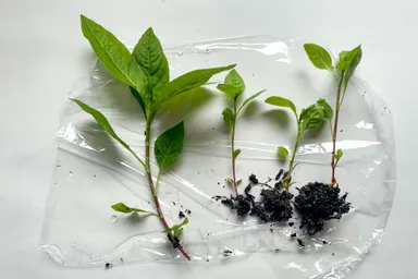 昨日、伊藤さんのご厚意で新たに里子苗を分けていただきました。ありがとうございます！
2-3枚目がそちらです。
4枚目の星野さん里子苗も引き続き大事に育てていきます！（なぜか葉が大きくならない…）
5枚目は挿し芽（？）です。水の量が難しいので今朝カップを小さめなものに替えました。
■2023年6月19日撮影