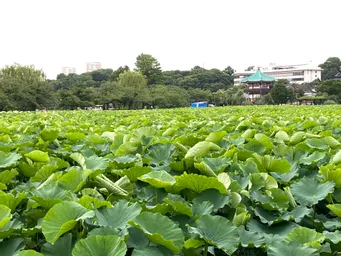 ちなみに谷中の藍染川は不忍池に流れます。7月は蓮が満開になり、明け方には花が咲く時ポンっと音がする、、という、まことしやかな都市伝説があります。笑笑