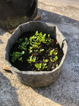 苗床からポットに移した後もスクスクと育っています。
後から蒔いた種子も順調に芽が出て来てます。