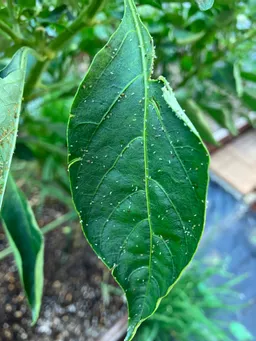 午後5時近くなのにまだ暑い！日中の屋上は40度越え。こんな中でも藍は水をたっぷりと吸収して元気そう。と思ったら葉に白い脱皮のあと！アブラムシ！でもどこからかてんとう虫も集まってきています。
ほっ😮‍💨
峯岸さんが連れてきてくれたようです(^^)
