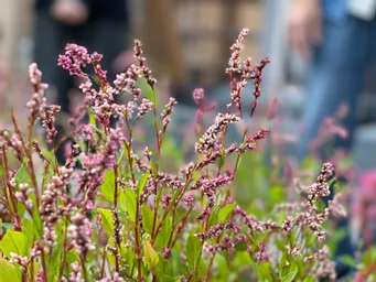 街パス「東京楠堂」さん