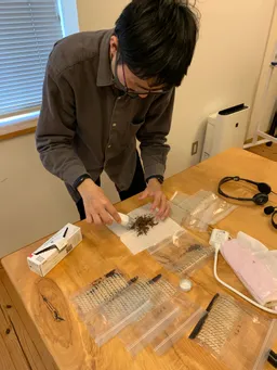 本日 ダンクソフト徳島オフィスでも、藍の種子を植えました。

前年度は徳島オフィス、濱口さん宅、港宅の3か所から種子を取ることに成功しました。しかし、徳島オフィスで取れた分については乾燥が不十分だったためか状態が悪く見送ることとなりました。

徳島オフィスの鉢は前年度より大きくて深いものを採用しました。

濱口さん宅、港宅の2か所で取れた分を、4か所（徳島オフィス、竹内さん、濱口さん、港）に分配して育てます。今年度も無事に育つといいですね。

※
1枚目：港が種子を分別している様子
2枚目：植え込みが完了した徳島オフィスの鉢