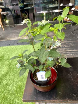 もうひとつの藍染川跡がある谷中の藍ギャラリーさんに応援いただきました