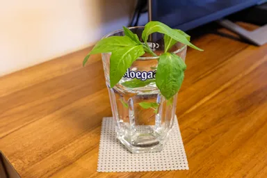 昨日、伊藤さんのご厚意で新たに里子苗を分けていただきました。ありがとうございます！
2-3枚目がそちらです。
4枚目の星野さん里子苗も引き続き大事に育てていきます！（なぜか葉が大きくならない…）
5枚目は挿し芽（？）です。水の量が難しいので今朝カップを小さめなものに替えました。
■2023年6月19日撮影