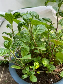 初めまして。大妻女子大学食育ボランティアグループ　ぴーちの堀口です。どうぞ宜しくお願い致します。峯岸様から頂いた種を、大学のハーブ園と自宅のプランターで育てています。写真は、4月末に自宅で植えたもので現在約25センチ。一週間位前から葉が丸まりチリチリしてきました。また、一部の葉に茶色の斑点が出てきました。花と野菜用という土を使いました。

原因や対策をご存知でしたら、ご教示下さいませ。

なお、大学ハーブ園ではこのような症状は出ていません。

どうぞ宜しくお願い致します。