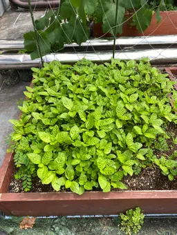 6月2日　ハゴロモビル神田藍　モリモリしてきました。
少しアブラムシがでてます。葉が密になりすぎのためかと思います。
今年は1ヶ月以上早いです。でも心配無用です。人には影響はありません。ストチュウか木酢液で様子を見ましょう。。