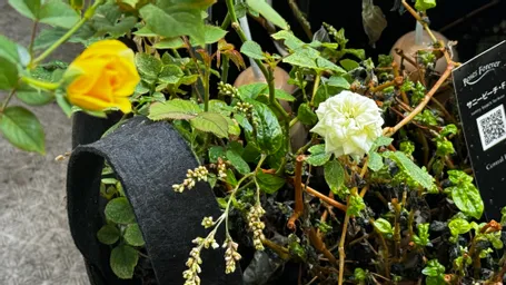 神田オフィスの　藍の花と　ミニ薔薇のコラボ　もう一つ、蕾があるので楽しみ。白くなっているのも2週間は咲いてます^ - ^
