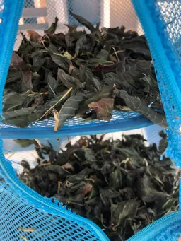 おはようございます。
全てのポットに日が当たってます。
8/20に東松下町町会のイベント迄に大きくなってくれるか心配です。
乾燥葉も順調です。