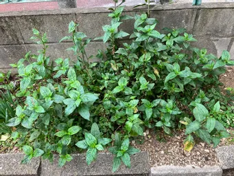 神田ではないのですが、自宅の周辺に植えてみました。植えたのは遅かったのですがようやく花芽が出てき始めました。