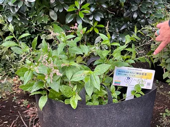 100周年の興産信金さんの植木に並んで藍も元気に育ってますね。
花が少しづつ咲き始めてる！