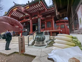 さくらレール最高！
そして、なんで大根？